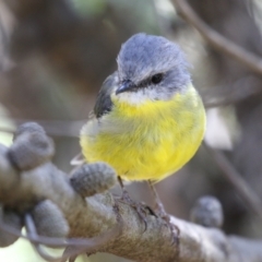 Eopsaltria australis (Eastern Yellow Robin) at ANBG - 5 Mar 2024 by RodDeb
