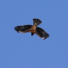 Hieraaetus morphnoides (Little Eagle) by RodDeb