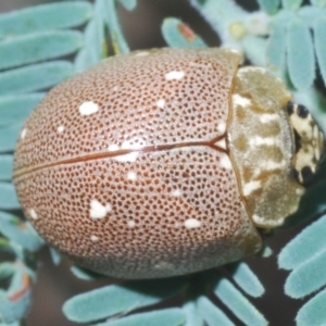 Paropsis aegrota at Hall, ACT - 3 Mar 2024