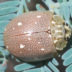 Paropsis aegrota (Eucalyptus Tortoise Beetle) at Hall, ACT - 3 Mar 2024 by Harrisi