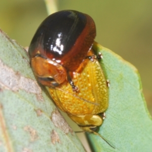 Paropsisterna cloelia at Hall, ACT - 3 Mar 2024