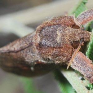 Elhamma australasiae at Cooleman Ridge - 4 Mar 2024