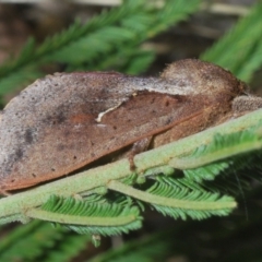 Elhamma australasiae at Cooleman Ridge - 4 Mar 2024