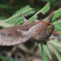 Elhamma australasiae at Cooleman Ridge - 4 Mar 2024