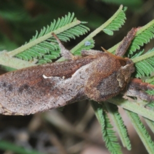 Elhamma australasiae at Cooleman Ridge - 4 Mar 2024