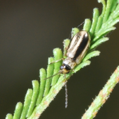 Monolepta froggatti (Leaf beetle) at Cooleman Ridge - 4 Mar 2024 by Harrisi