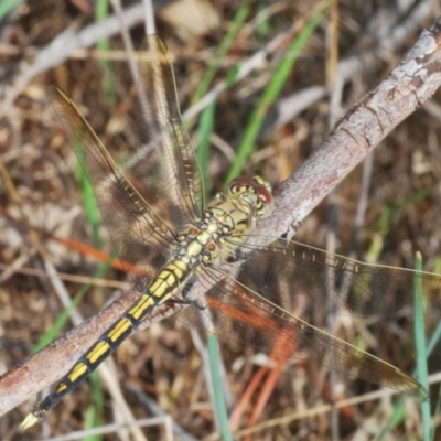 Orthetrum caledonicum (Blue Skimmer) at Hall, ACT - 3 Mar 2024 by Harrisi