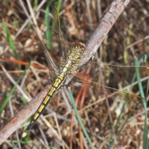 Orthetrum caledonicum at Hall, ACT - 3 Mar 2024