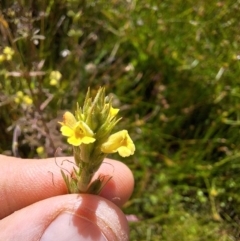 Euphrasia scabra (Rough Eyebright) at suppressed - 5 Mar 2024 by forest17178