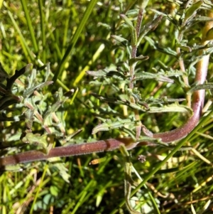 Euphrasia scabra at suppressed - 5 Mar 2024