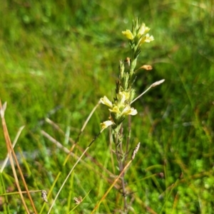 Euphrasia scabra at suppressed - 5 Mar 2024