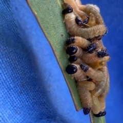 Unidentified Sawfly (Hymenoptera, Symphyta) at The Fair, Watson - 5 Mar 2024 by waltraud