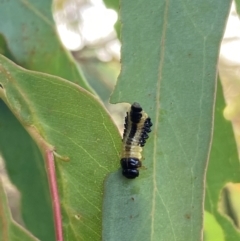 Paropsis atomaria (Eucalyptus leaf beetle) at The Fair, Watson - 5 Mar 2024 by waltraud