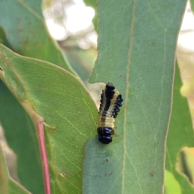 Paropsis atomaria (Eucalyptus leaf beetle) at Mount Majura - 5 Mar 2024 by waltraud