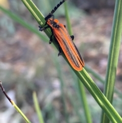 Pseudolycus sp. (genus) (Lycid-mimic oedemerid beetle) at Mount Majura - 5 Mar 2024 by waltraud
