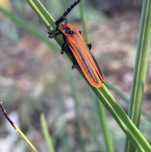 Pseudolycus sp. (genus) at The Fair, Watson - 5 Mar 2024