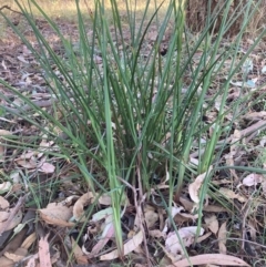 Dianella revoluta var. revoluta (Black-Anther Flax Lily) at The Fair, Watson - 5 Mar 2024 by waltraud