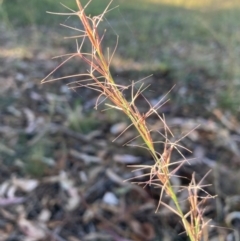 Aristida ramosa (Purple Wire Grass) at Mount Majura - 5 Mar 2024 by waltraud
