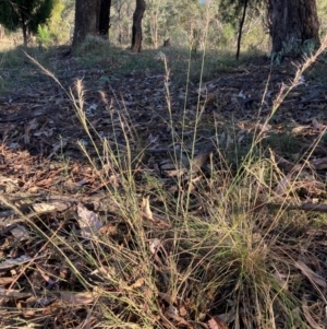 Aristida ramosa at The Fair, Watson - 5 Mar 2024 06:23 PM