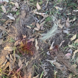 Nassella trichotoma at Mount Majura - 5 Mar 2024