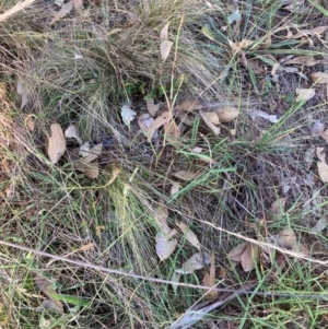 Nassella trichotoma at Mount Majura - 5 Mar 2024