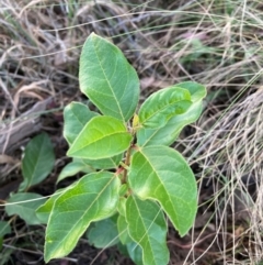 Viburnum tinus (Laurustinus) at Mount Majura - 5 Mar 2024 by waltraud