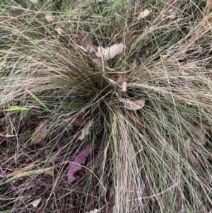 Nassella trichotoma at Mount Majura - 5 Mar 2024