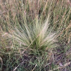 Nassella trichotoma at Mount Majura - 5 Mar 2024