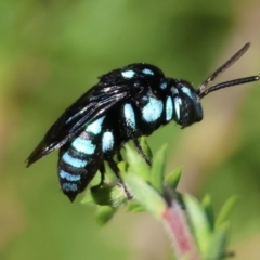 Thyreus nitidulus (Neon cuckoo bee) by LisaH