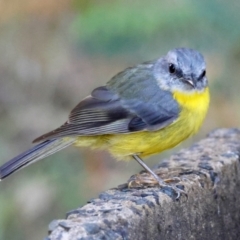 Eopsaltria australis (Eastern Yellow Robin) at Moruya, NSW - 4 Mar 2024 by LisaH
