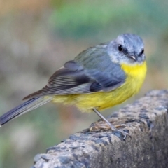 Eopsaltria australis (Eastern Yellow Robin) at Moruya, NSW - 3 Mar 2024 by LisaH