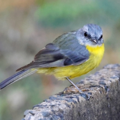 Eopsaltria australis (Eastern Yellow Robin) at Moruya, NSW - 3 Mar 2024 by LisaH