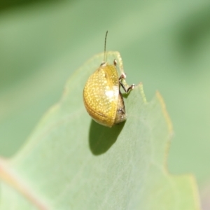 Paropsisterna cloelia at Hall, ACT - 5 Mar 2024 10:54 AM