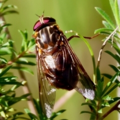 Unidentified Bristle Fly (Tachinidae) at Moruya, NSW - 3 Mar 2024 by LisaH