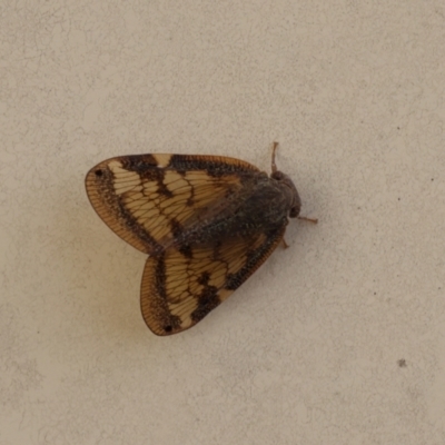 Scolypopa australis (Passionvine hopper, Fluffy bum) at Lyons, ACT - 5 Mar 2024 by ran452