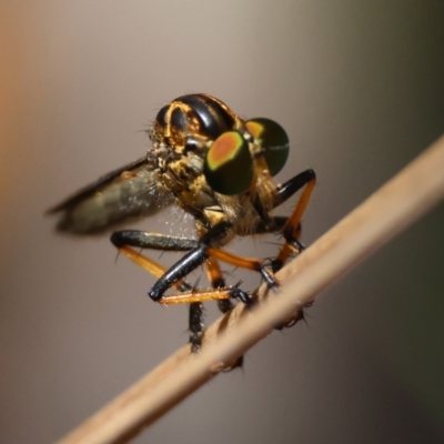 Ommatius sp. (Common yellow robber fly) at Moruya, NSW - 4 Mar 2024 by LisaH