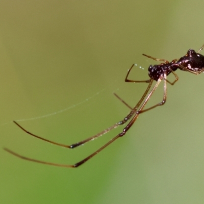 Unidentified Spider (Araneae) at Moruya, NSW - 4 Mar 2024 by LisaH