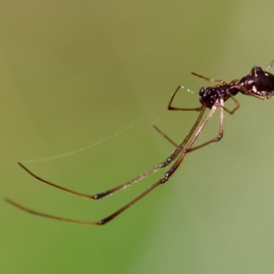 Unverified Spider at  - suppressed by LisaH