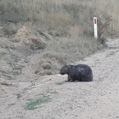 Vombatus ursinus (Common wombat, Bare-nosed Wombat) at Shannons Flat, NSW - 5 Mar 2024 by JARS