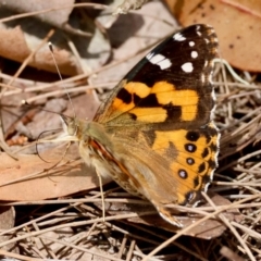 Vanessa kershawi (Australian Painted Lady) at Moruya, NSW - 4 Mar 2024 by LisaH