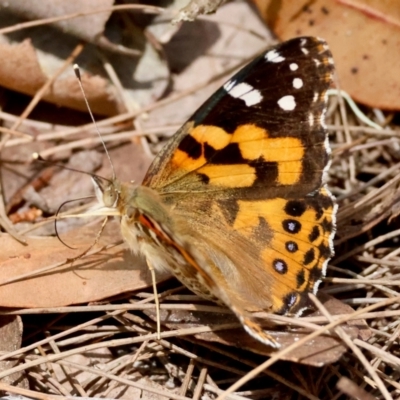 Vanessa kershawi (Australian Painted Lady) at Moruya, NSW - 4 Mar 2024 by LisaH