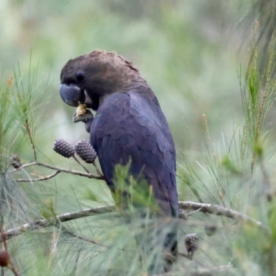 Calyptorhynchus lathami (Glossy Black-Cockatoo) at Moruya, NSW - 4 Mar 2024 by LisaH