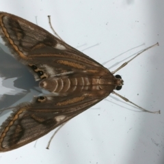 Strepsinoma foveata (Pyralid moth, Snout moth) at Ainslie, ACT - 20 Feb 2024 by jb2602