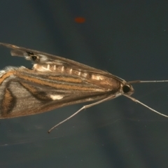 Strepsinoma foveata at Ainslie, ACT - 20 Feb 2024 10:15 PM