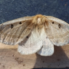Anthela ocellata (Eyespot Anthelid moth) at Moruya, NSW - 4 Mar 2024 by LisaH