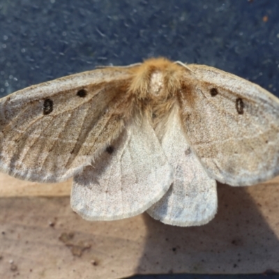 Anthela ocellata (Eyespot Anthelid moth) at Moruya, NSW - 4 Mar 2024 by LisaH