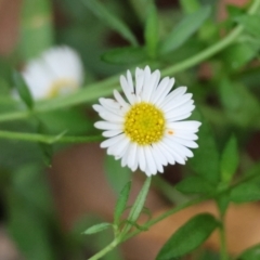 Erigeron karvinskianus (Seaside Daisy) at Budawang, NSW - 4 Mar 2024 by LisaH