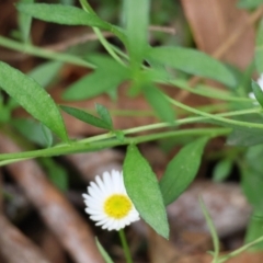 Erigeron karvinskianus at QPRC LGA - 5 Mar 2024