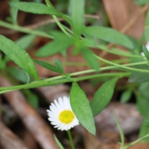 Erigeron karvinskianus at QPRC LGA - 5 Mar 2024