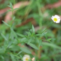 Erigeron karvinskianus at QPRC LGA - 5 Mar 2024